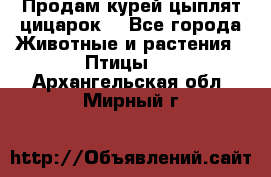 Продам курей цыплят,цицарок. - Все города Животные и растения » Птицы   . Архангельская обл.,Мирный г.